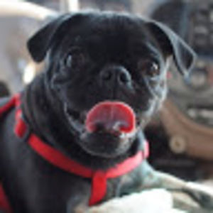 Meet your Posher, Ron